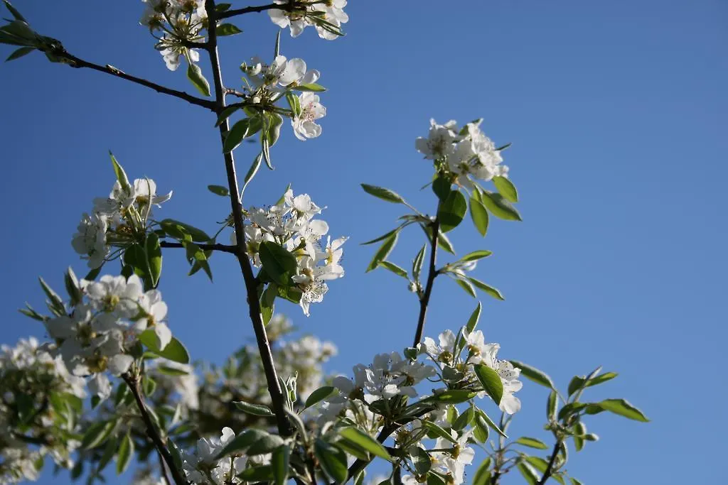Bed and breakfast B&B Il Giardino Di Gabri Roma