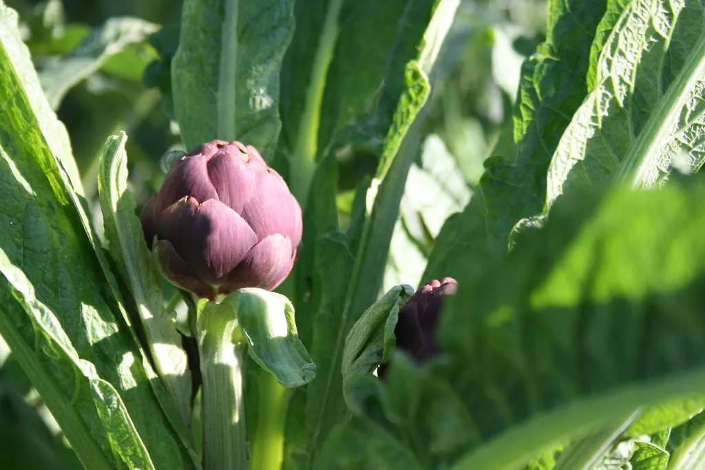 B&B Il Giardino Di Gabri Roma 0*,