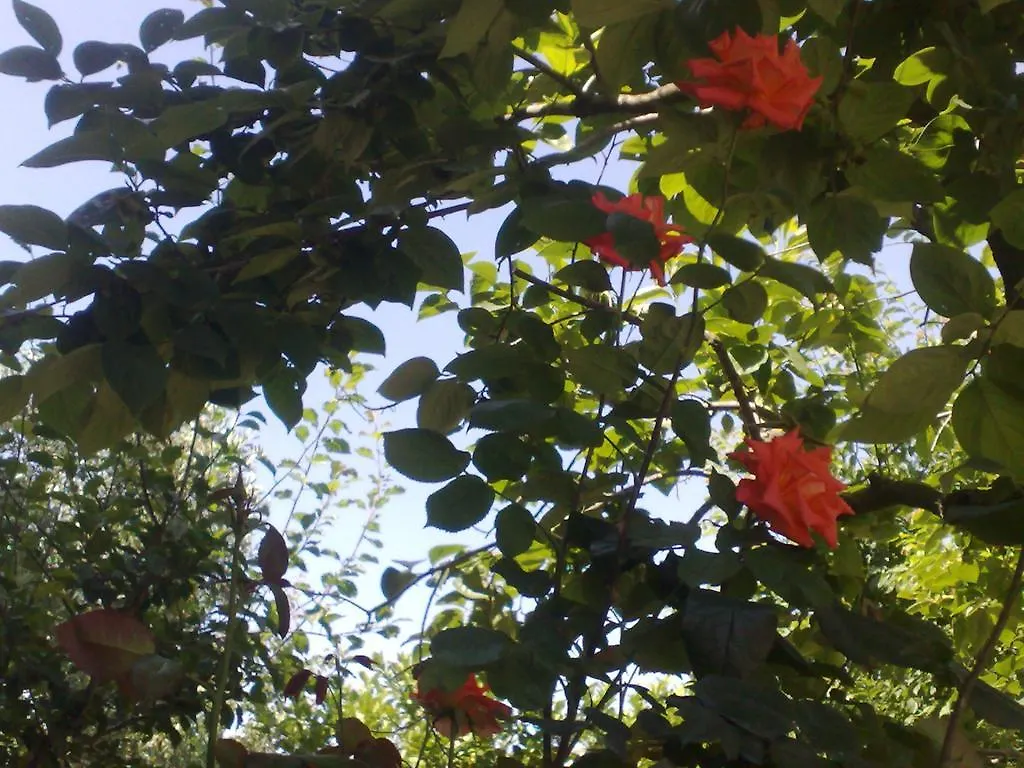 B&B Il Giardino Di Gabri Roma Italia