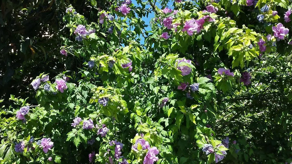 Bed and breakfast B&B Il Giardino Di Gabri Roma Italia